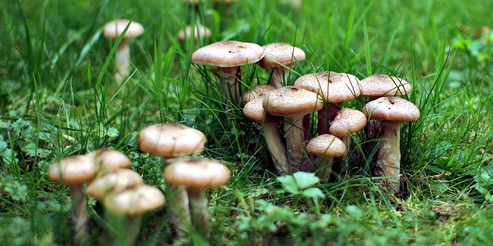 Treat Your Yard for Mushrooms